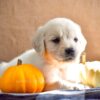 Image of Kaci, a Golden Retriever puppy