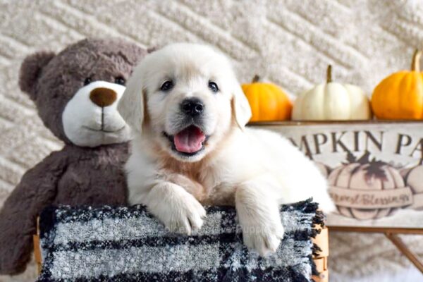 Image of Kade, a Golden Retriever puppy