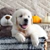 Image of Kade, a Golden Retriever puppy