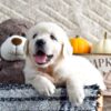 Image of Kade, a Golden Retriever puppy