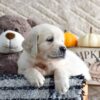 Image of Kade, a Golden Retriever puppy