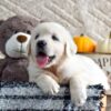 Image of Kade, a Golden Retriever puppy