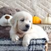 Image of Kade, a Golden Retriever puppy