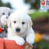 Image of Kaden, a Golden Retriever puppy