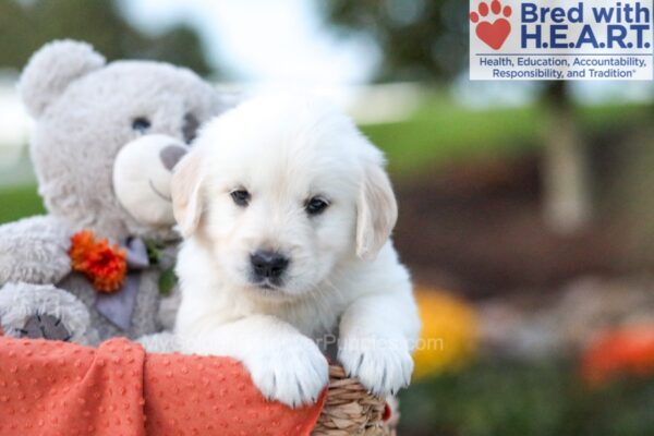 Image of Kaden, a Golden Retriever puppy