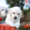 Image of Kaden, a Golden Retriever puppy