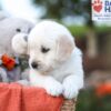 Image of Kaden, a Golden Retriever puppy