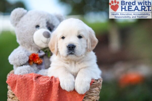 Image of Karla, a Golden Retriever puppy