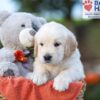 Image of Karla, a Golden Retriever puppy