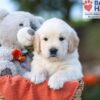 Image of Karla, a Golden Retriever puppy