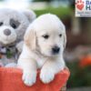 Image of Kasper, a Golden Retriever puppy