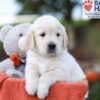 Image of Kasper, a Golden Retriever puppy