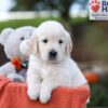 Image of Kasper, a Golden Retriever puppy