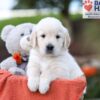 Image of Kasper, a Golden Retriever puppy