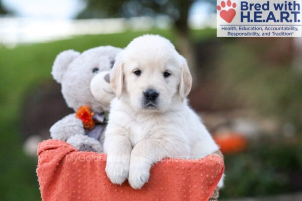 Image of Kasper, a Golden Retriever puppy