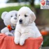 Image of Kasper, a Golden Retriever puppy