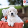 Image of Kasper, a Golden Retriever puppy