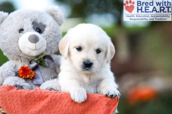 Image of Kelsey, a Golden Retriever puppy