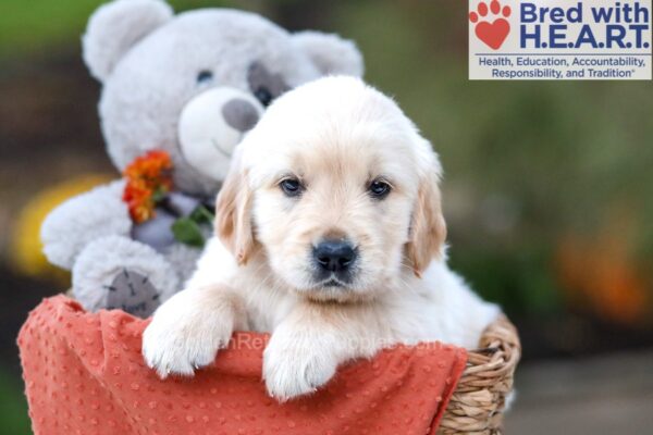 Image of Ken, a Golden Retriever puppy