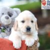 Image of Ken, a Golden Retriever puppy