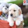 Image of Ken, a Golden Retriever puppy