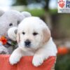 Image of Kendal, a Golden Retriever puppy