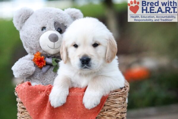 Image of Kendal, a Golden Retriever puppy