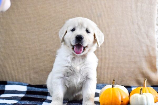 Image of Kona, a Golden Retriever puppy