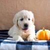 Image of Kona, a Golden Retriever puppy