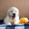 Image of Kona, a Golden Retriever puppy