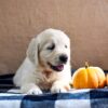 Image of Kona, a Golden Retriever puppy