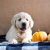 Image of Kona, a Golden Retriever puppy