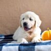 Image of Kona, a Golden Retriever puppy