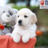 Image of Kory, a Golden Retriever puppy