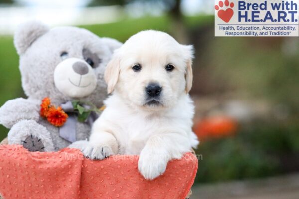 Image of Kory, a Golden Retriever puppy