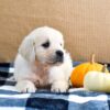 Image of Kupcake, a Golden Retriever puppy