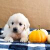 Image of Kupcake, a Golden Retriever puppy