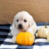 Image of Kupcake, a Golden Retriever puppy