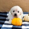 Image of Kupcake, a Golden Retriever puppy