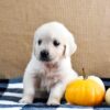 Image of Kupcake, a Golden Retriever puppy