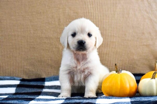 Image of Kupcake, a Golden Retriever puppy