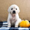 Image of Kupcake, a Golden Retriever puppy