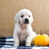 Image of Kupcake, a Golden Retriever puppy