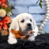 Image of Kupcake, a Golden Retriever puppy