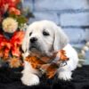 Image of Kupcake, a Golden Retriever puppy