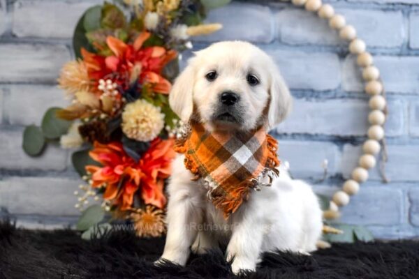 Image of Kupcake, a Golden Retriever puppy