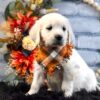 Image of Kupcake, a Golden Retriever puppy