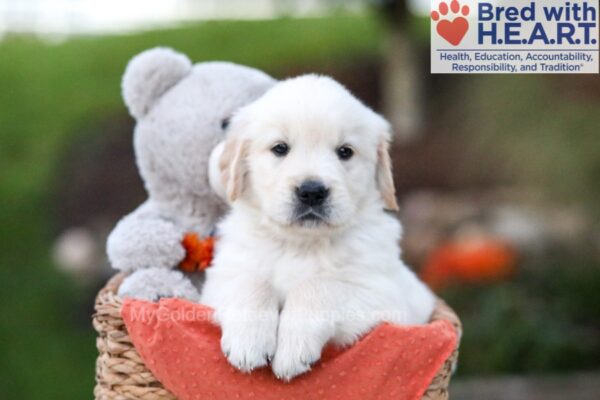 Image of Kyle, a Golden Retriever puppy