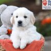 Image of Kyle, a Golden Retriever puppy