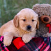 Image of Lane, a Golden Retriever puppy